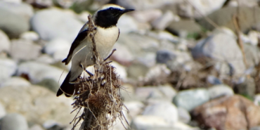 col-kuyrukkakan-1024x613-1