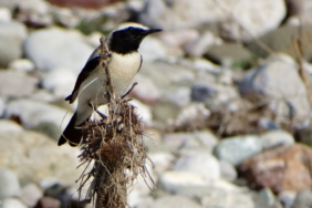 col-kuyrukkakan-1024x613-1