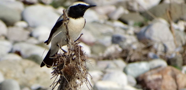 Çöl Kuyrukkakanı Türkiye’de görüntülendi